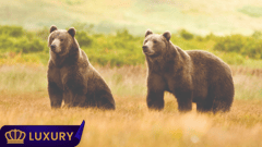 Bears in the wild