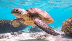Agnes Water sits at the southernmost end of the Great Barrier Reef, why not take a snorkel and see if you can spot some wildlife 