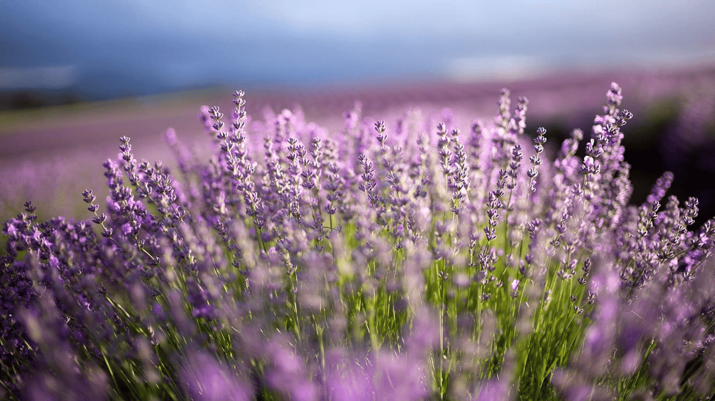 Lavender farms - Bridgestowe Lavender Estate 