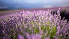 Lavender farms - Bridgestowe Lavender Estate 