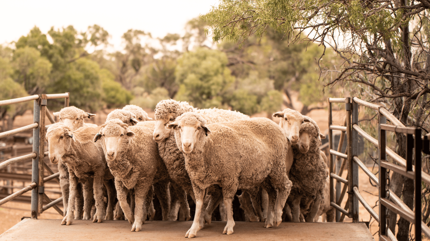 Merino Sheep, Nogo Station 
