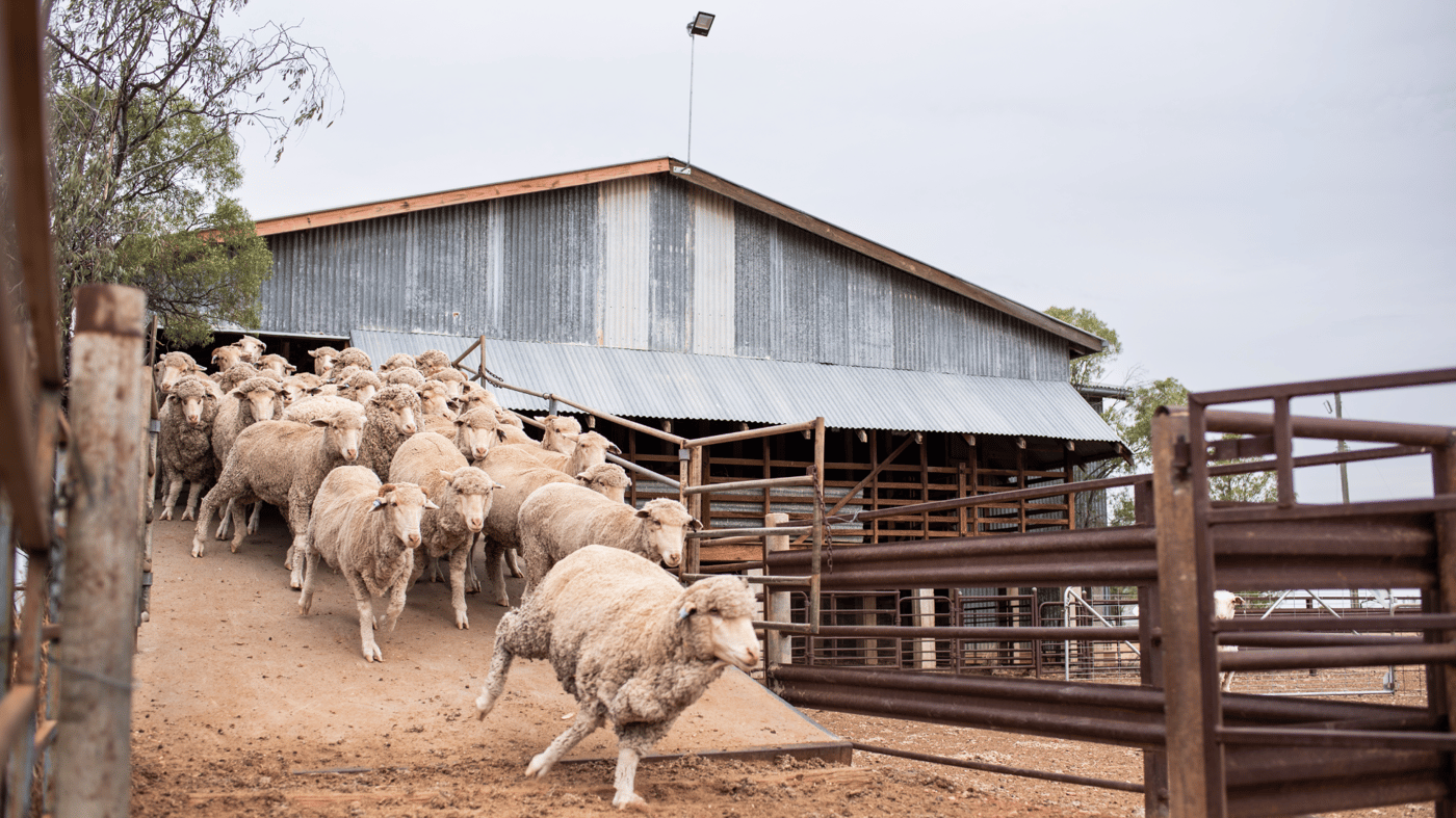Shearing Shed, Nogo Station 