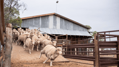 Shearing Shed, Nogo Station 