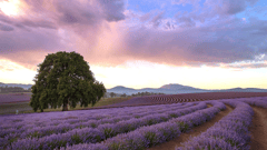 Bridestowe Lavender Farm 
