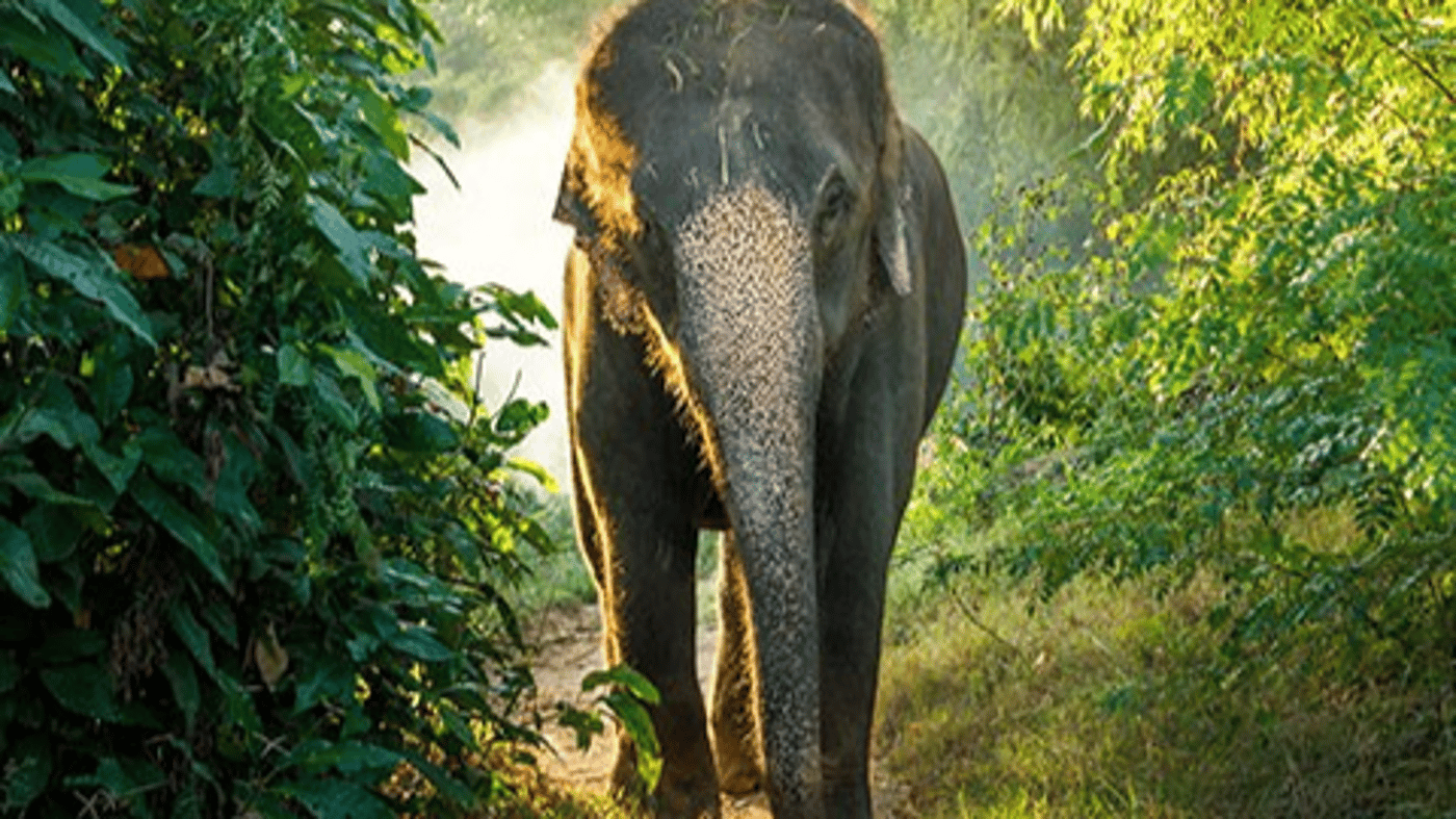  Travel to the Elephant Transit Home located near Udawalawe National Park, where abandoned baby elephants are cared for before they are released into the park