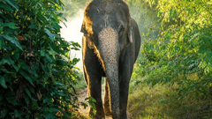  Travel to the Elephant Transit Home located near Udawalawe National Park, where abandoned baby elephants are cared for before they are released into the park