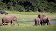 YALA NATIONAL PARK