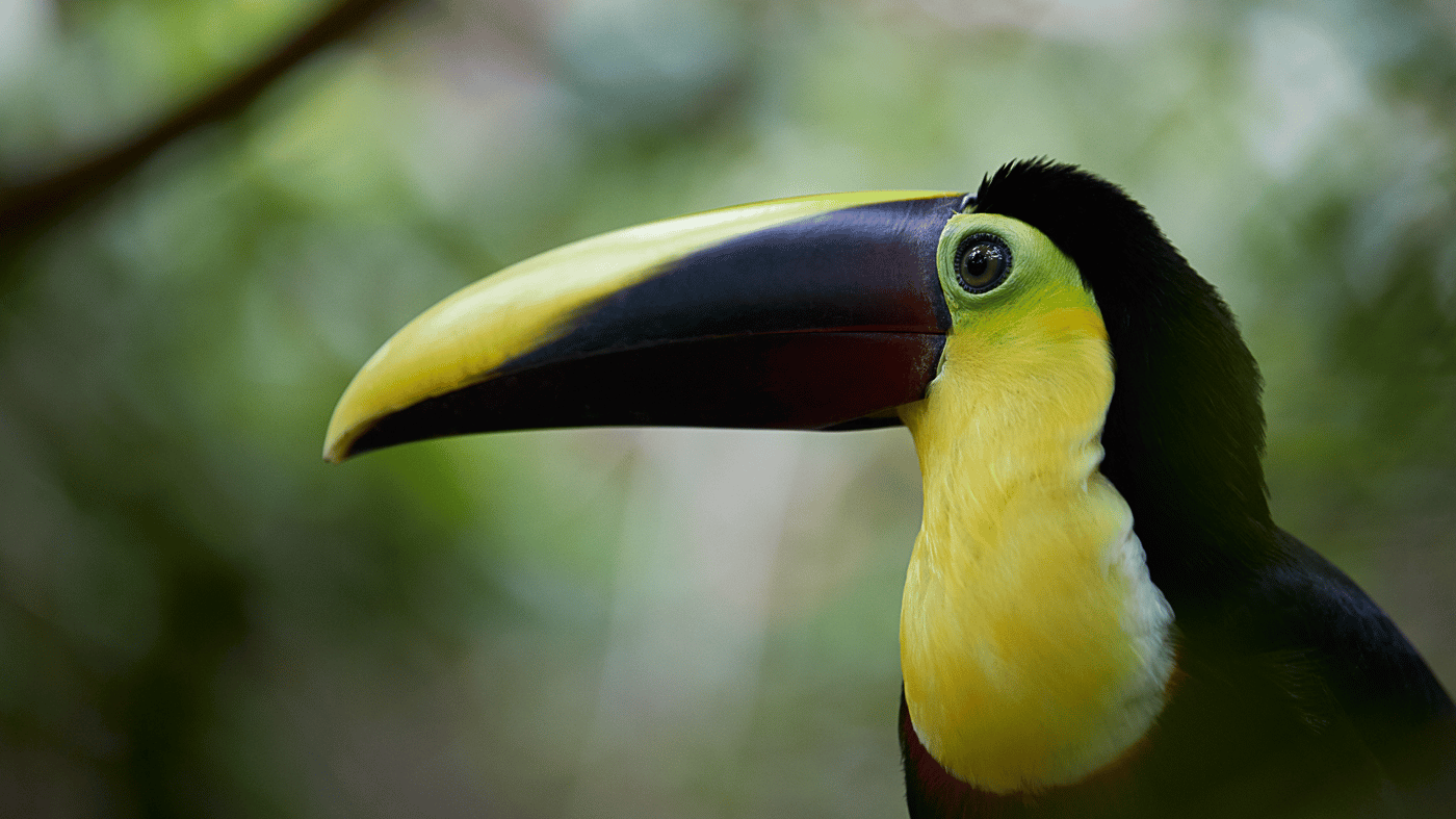 If you love wildlife, Limon, Costa Rica will be a highlight of your cruise! 