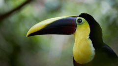 If you love wildlife, Limon, Costa Rica will be a highlight of your cruise! 