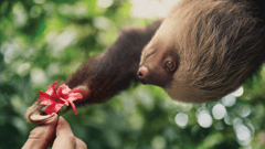 Sloth in Costa Rica