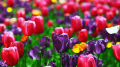 Floriade