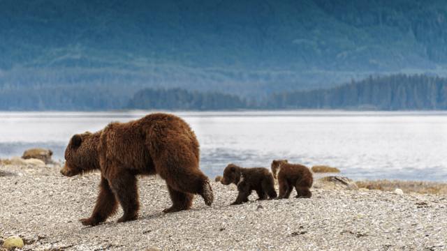 Alaska Glacier Southbound Explorer