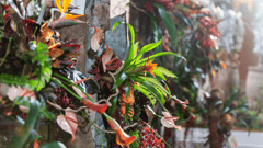 Melbourne International Flower & Garden Show