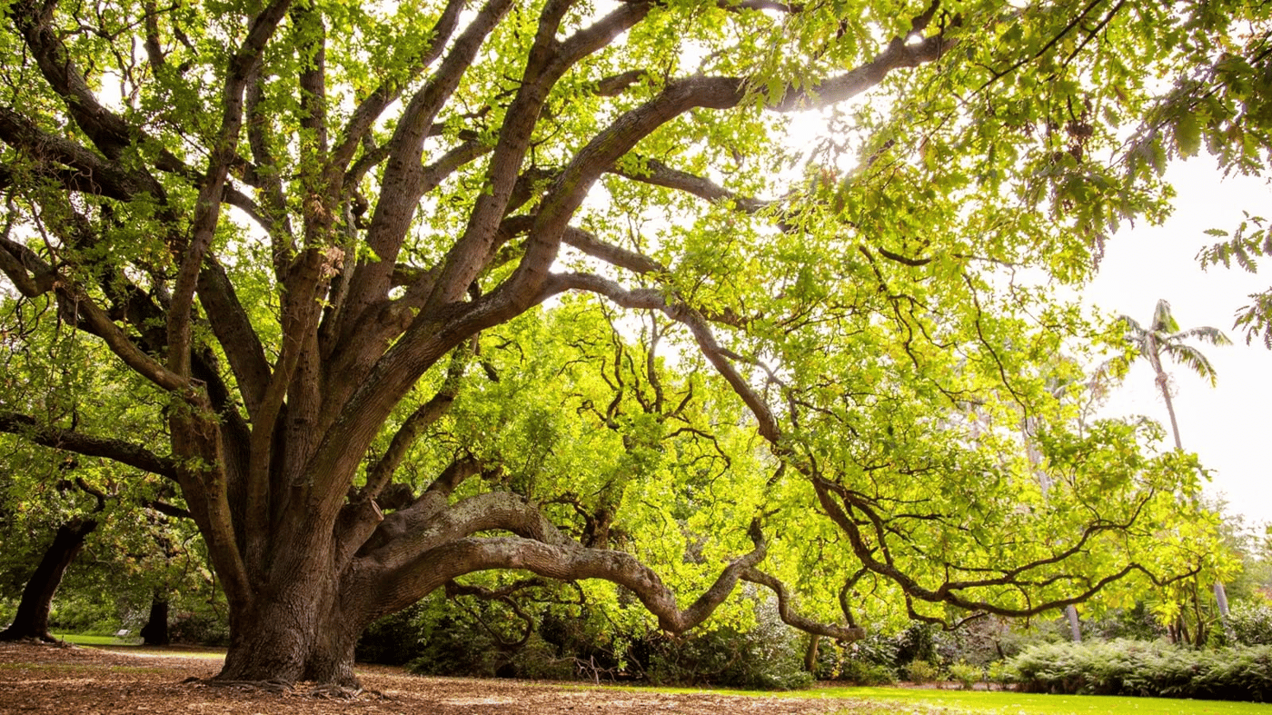 Melbourne Botanic Gardens