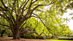 Melbourne Botanic Gardens
