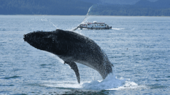 The waters that surround Juneau are a magnet for humpback whales, and a sightseeing tour to seek out these majestic beasts is just one of many ways you could choose to pass your time in the city.