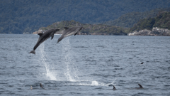 See untamed wilderness and unique wildlife including Bottlenose Dolphins