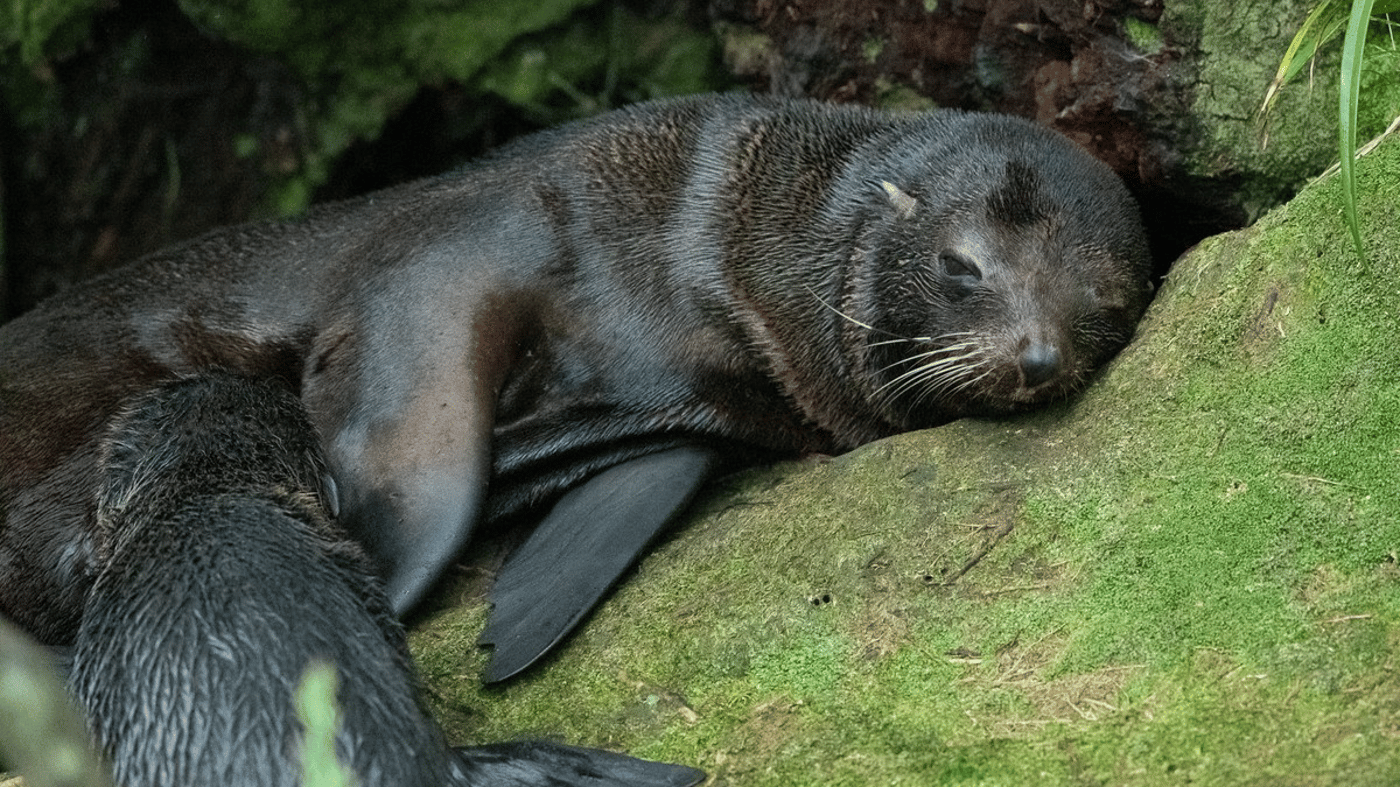 A truly thrilling wildlife encounter, seeing New Zealand Fur Seals up close