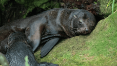 A truly thrilling wildlife encounter, seeing New Zealand Fur Seals up close