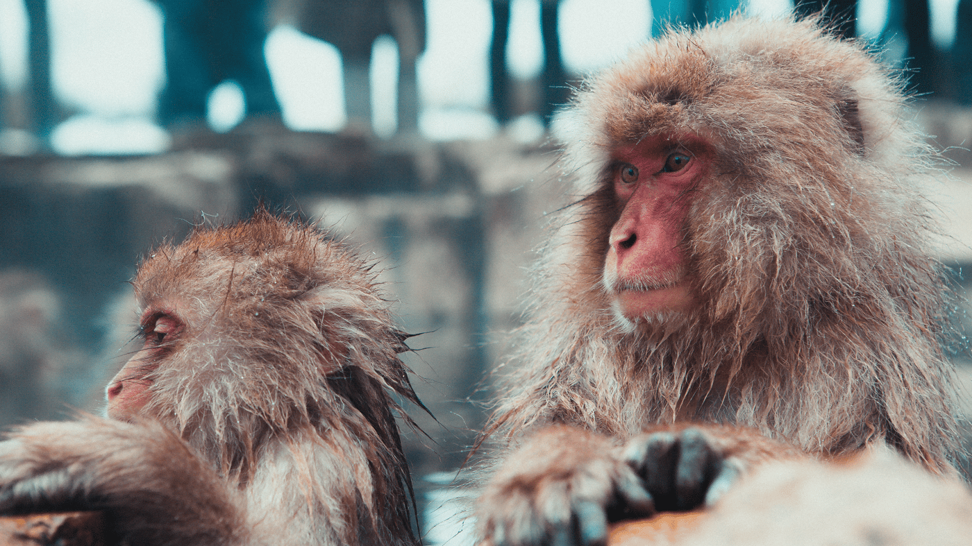 Jigokudani Yaen-Koen – Home to Japanese Macaques, also known as Snow Monkeys. The monkeys live in large social groups and it can be quite entertaining to watch their interactions.