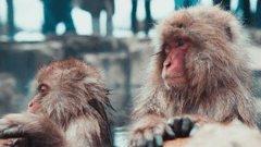 Jigokudani Yaen-Koen – Home to Japanese Macaques, also known as Snow Monkeys. The monkeys live in large social groups and it can be quite entertaining to watch their interactions.