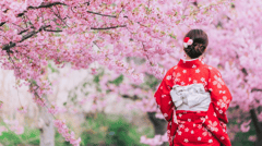 magnificent cherry blossom season 