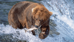 A Nature Lover's Dream - From bald eagles to humpback whales, many animals call Alaska home.