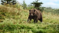 Alaska Wildlife 