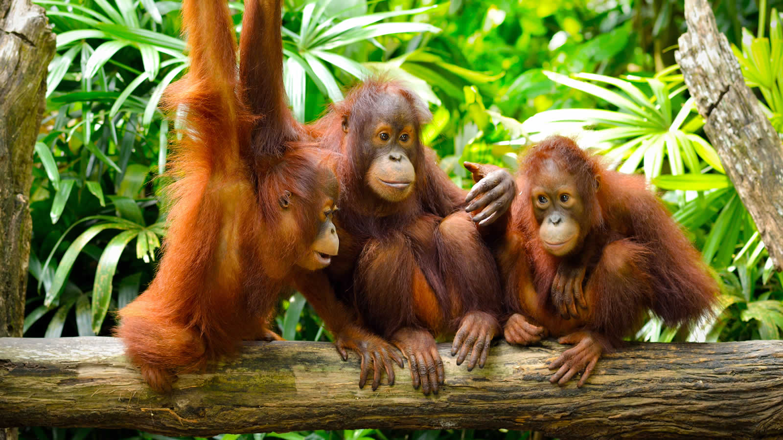 Mother and Baby Orangutan Borneo #2 Photograph by Carole-Anne Fooks - Pixels