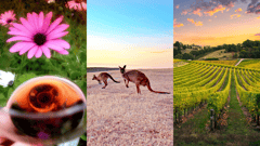 Wine - Kangaroo Island - Barossa Valley