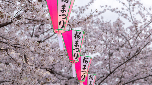 Pink Japanese lanterns hanging in front of cherry blossom trees in full bloom.