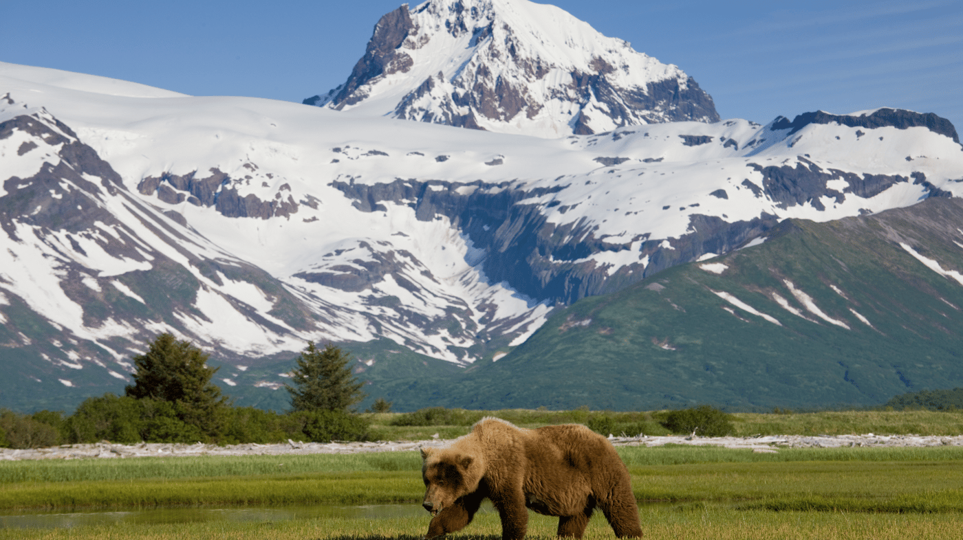 Tundra Wilderness Tour. This 5 - 6 hour, fully narrated sightseeing excursion takes you into the heart of Denali National Park