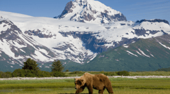 Tundra Wilderness Tour. This 5 - 6 hour, fully narrated sightseeing excursion takes you into the heart of Denali National Park