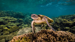 Exmouth, Ningaloo Reef