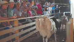 Sunnydale Woolshed Show