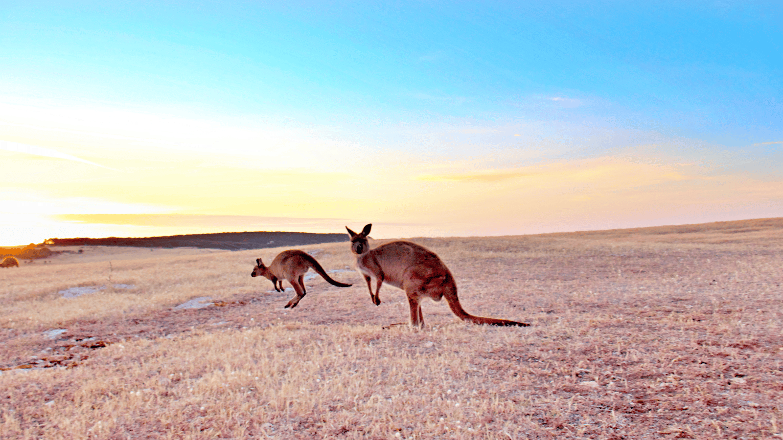 Cruise Adelaide to Brisbane (via Kangaroo Island & Melbourne) Travel at 60