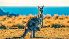 Kangaroo Island