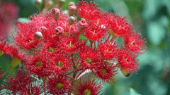 Wildflowers