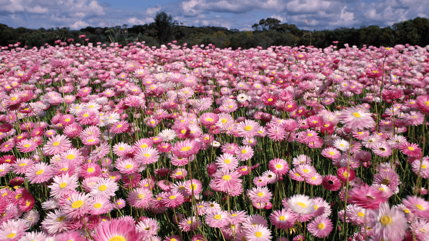 Tour WA during the most spectacular time of year
