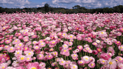 Tour WA during the most spectacular time of year