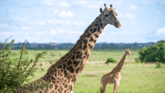 Nairobi National Park 