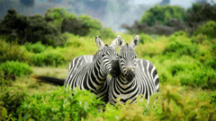 Wildlife - Kenya 