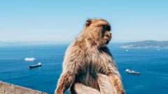 Gibraltar