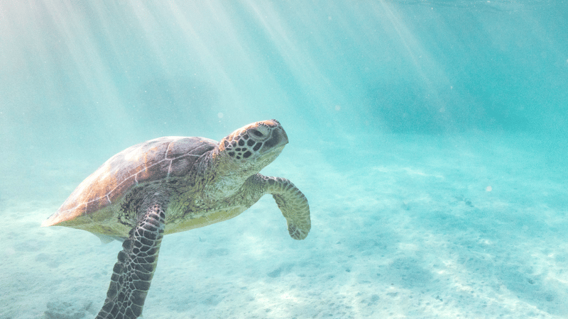 Heron Island turtle