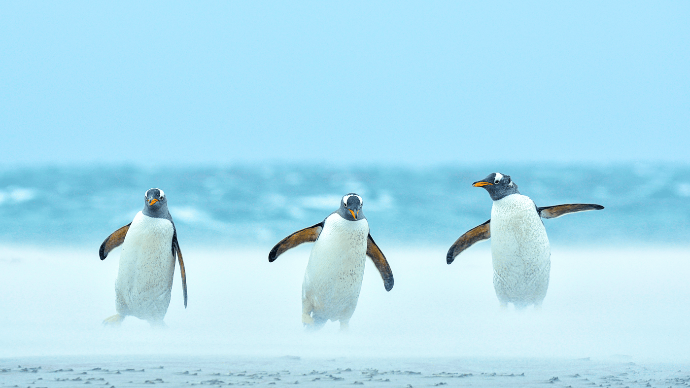 penguins at play 