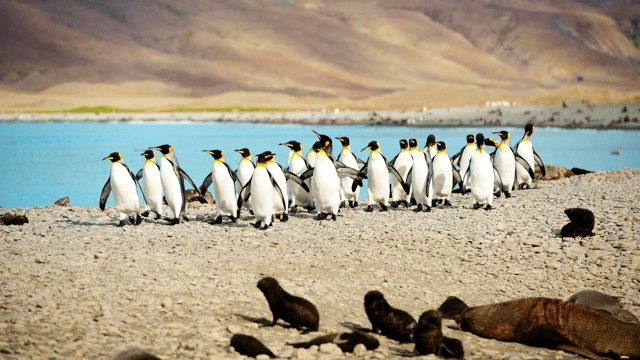 Antarctica Wildlife & Spring Expedition