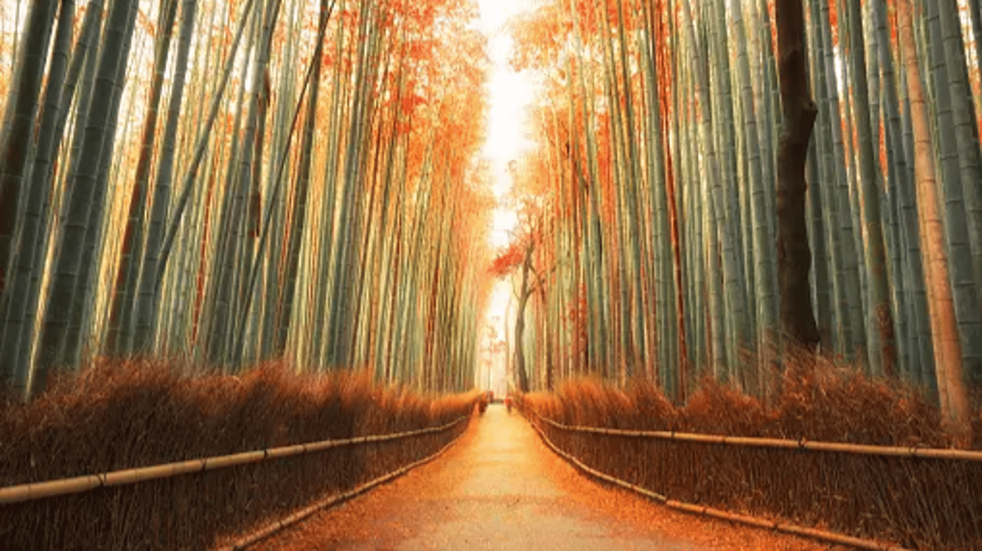 Arashiyama Bamboo Forest in Kyoto, Japan
