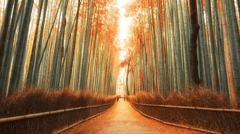 Arashiyama Bamboo Forest in Kyoto, Japan