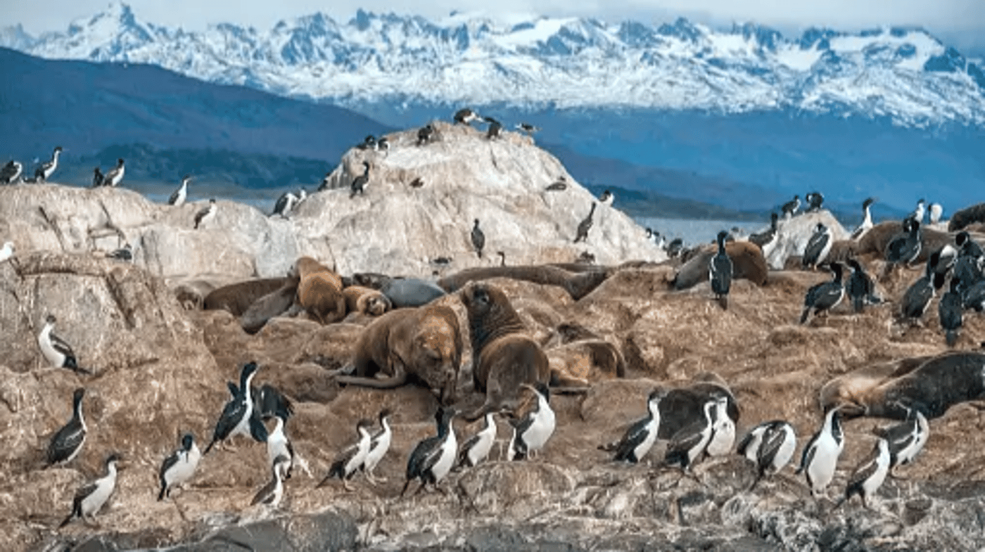 Will you be lucky to see sea lions and King Cormorant in the Beagle Channel