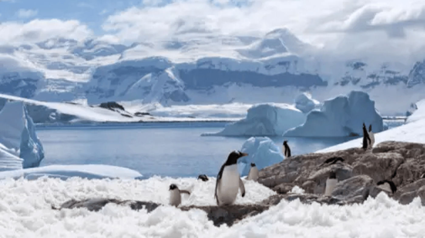 Search for penguins while doing a scenic cruise in the Antarctic Peninsula